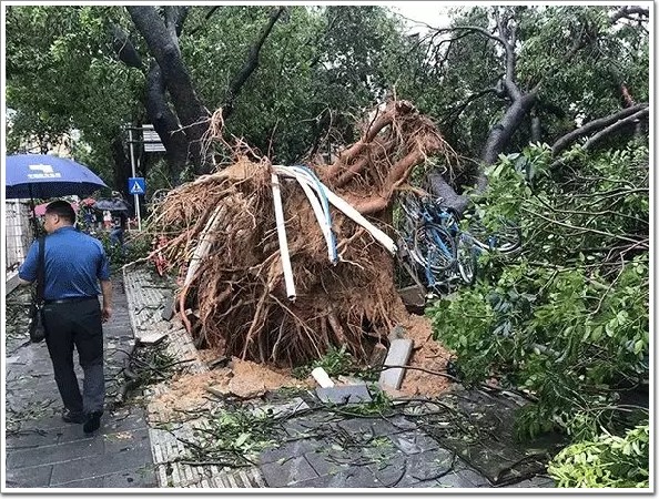 台风“山竹”VS 系列报道：深圳宝鹰篇