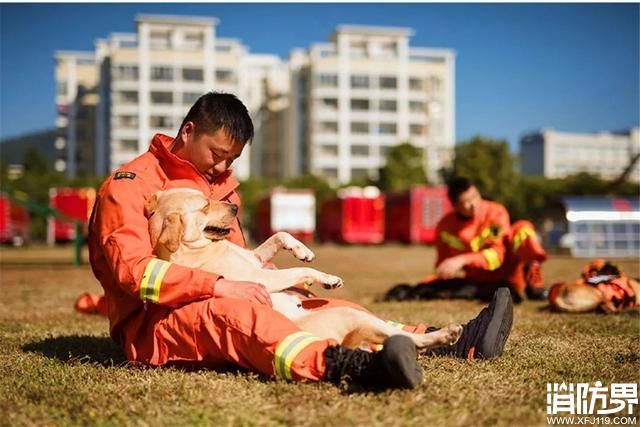 搜救犬为救人而流血流汗，背后却酷似宠物犬，喜欢依偎在主人怀中