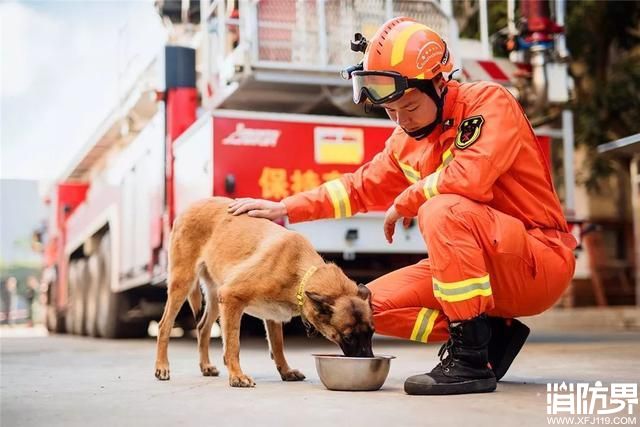 搜救犬为救人而流血流汗，背后却酷似宠物犬，喜欢依偎在主人怀中