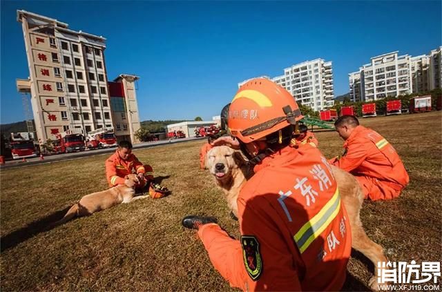 搜救犬为救人而流血流汗，背后却酷似宠物犬，喜欢依偎在主人怀中